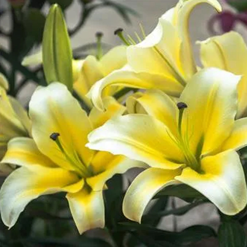 Bulbos de lirio perfumados orientales