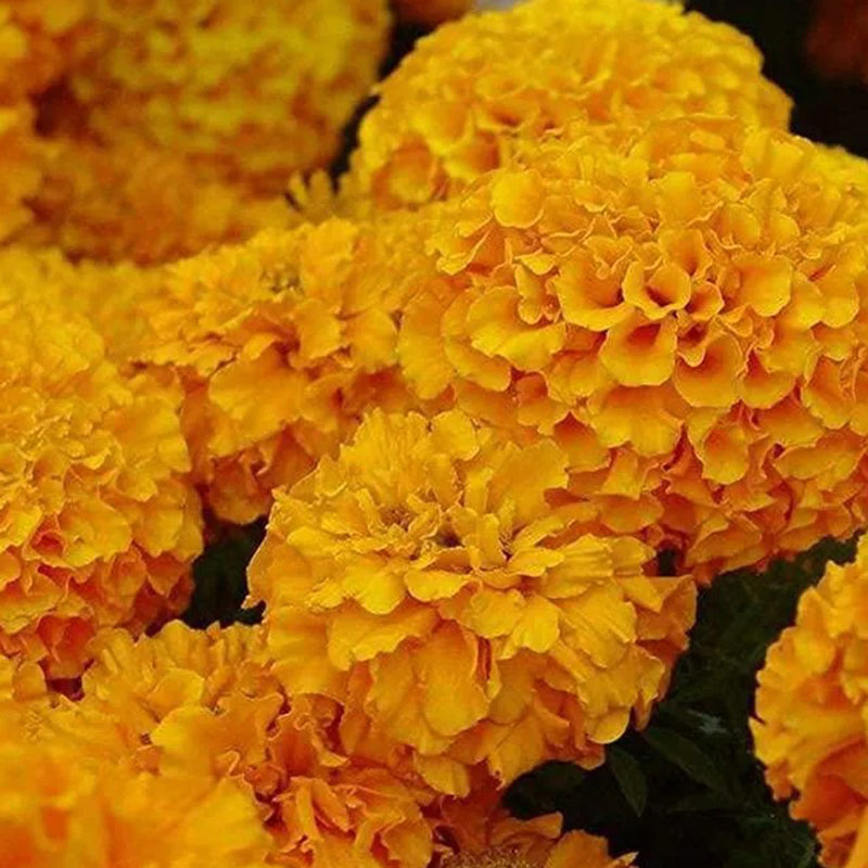 Hydrangea Seed Bonsai Flower Seeds Hydrangea Perennial Garden Home