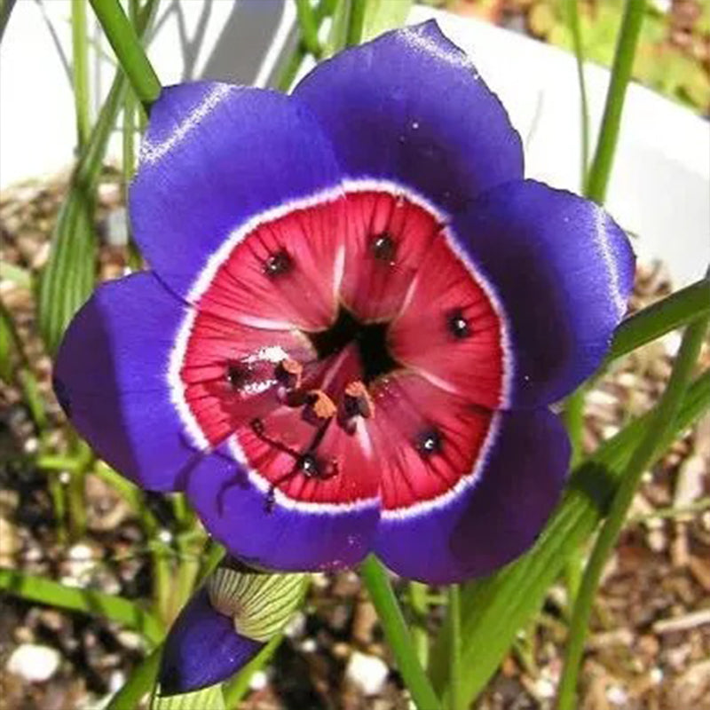 The Stunning Tricolor Wandflower Seeds Collection