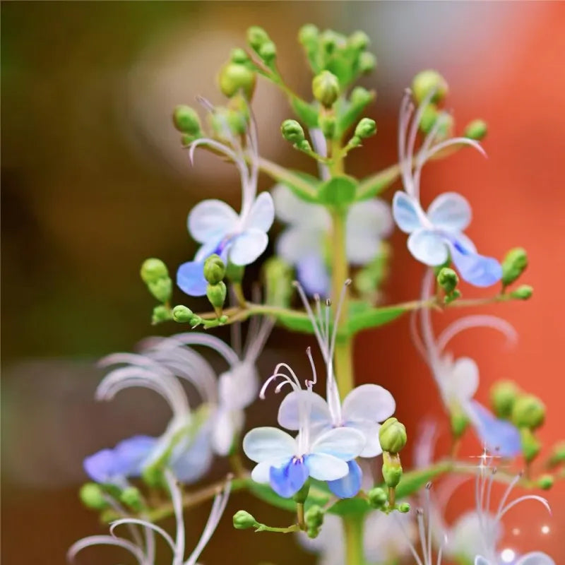 Blue Butterfly Flower Easy