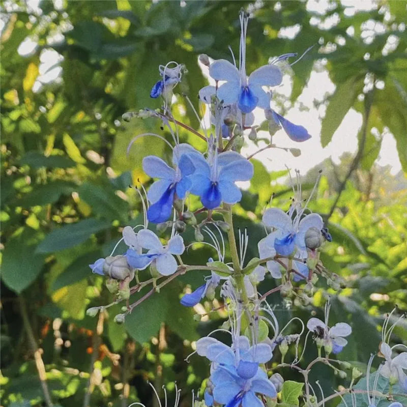 Blue Butterfly Flower Easy