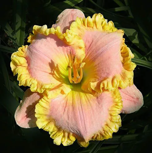 Daylily Hybrid Flowers Seeds, Hemerocallis Hybrid