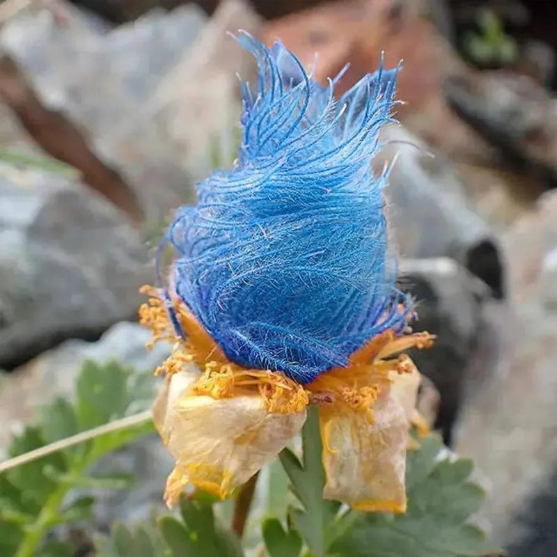 Semillas de flores de humo de pradera