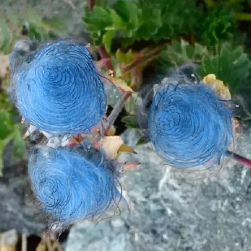 Semillas de flores de humo de pradera