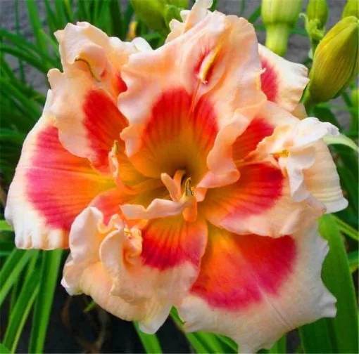 Daylily Hybrid Flowers Seeds, Hemerocallis Hybrid