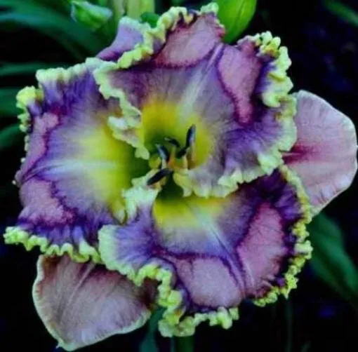 Daylily Hybrid Flowers Seeds, Hemerocallis Hybrid