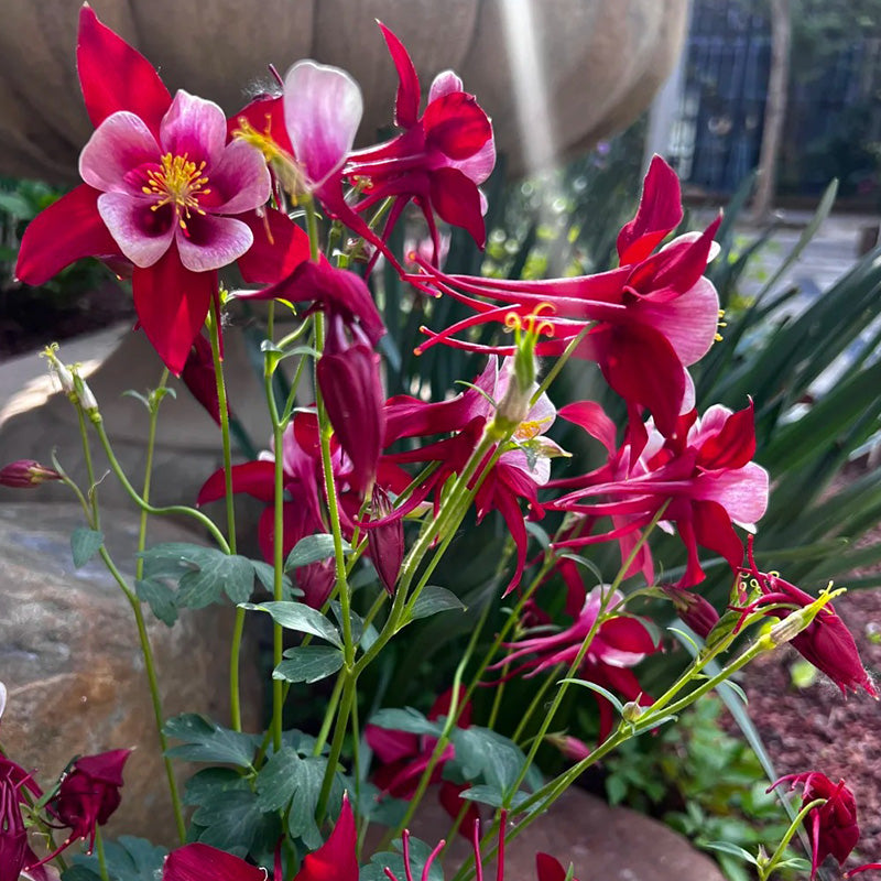 Columbine, Early Bird Burgundy & White