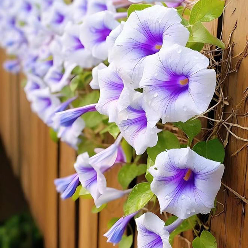 Semillas de gloria de la mañana mixtas para plantar, maravillosa enredadera trepadora tradicional, hermosas flores perennes, semillas no transgénicas, fáciles de plantar