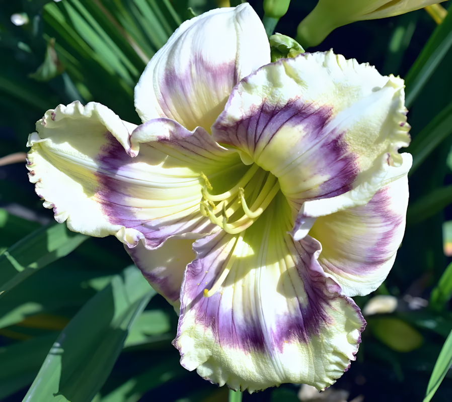 Daylily Hybrid Flowers Seeds, Hemerocallis Hybrid