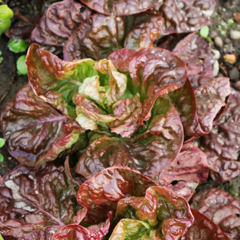 Deep Burgundy Butterhead Lettuce Seeds