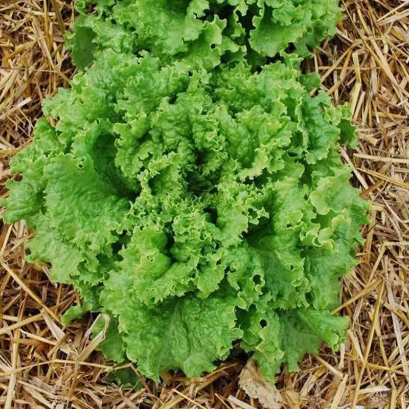 Lechuga Bergam's Green