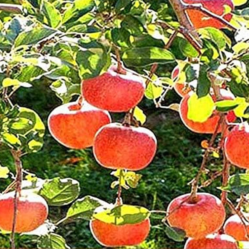 Semillas del árbol de manzana Red Delicious - Malus pumila