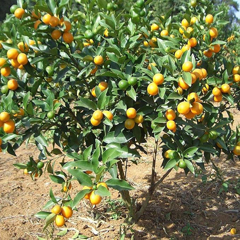 Semillas de árbol de naranja Bonsai Fruta dulce deliciosa Jugosa Hermosas plantas en macetas Sabor robusto Fácil cuidado