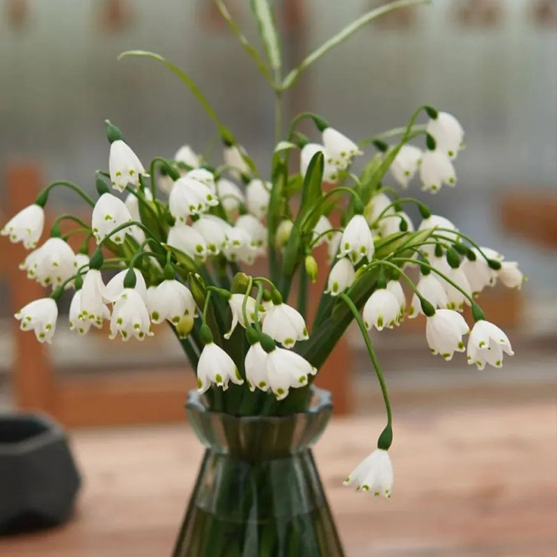 Copo de nieve de verano PureBeauty, nuevos comienzos