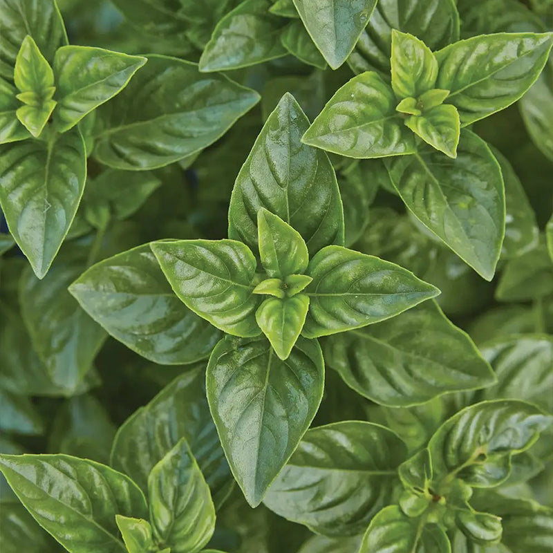 Basil, Lemon scented, Limoncello