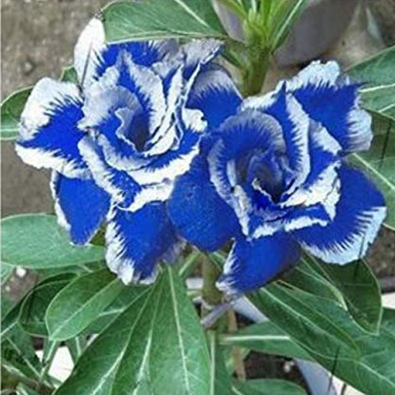 Blue White Desert Rose Adenium Flower Seeds