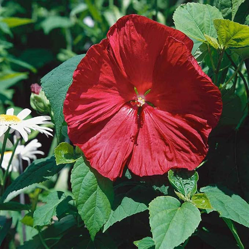 Perennial Hibiscus Luna Red Flower Seeds for Planting
