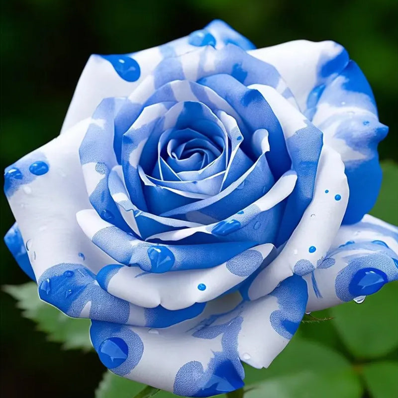 Semillas de rosas blancas y azules: una deliciosa combinación de elegancia y serenidad