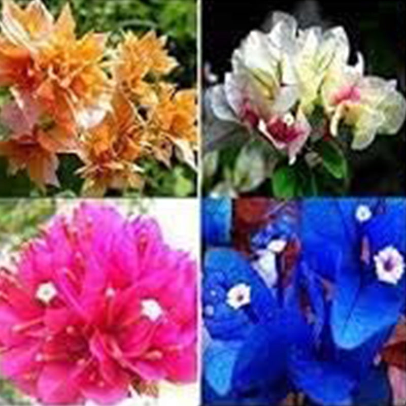 Mix Color Bougainvillea Flower Seeds