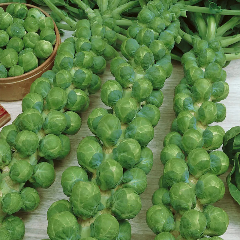 Brussels Sprouts, Green Gems Hybrid