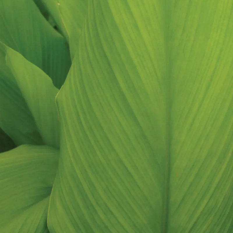 Turmeric, Curcuma longa