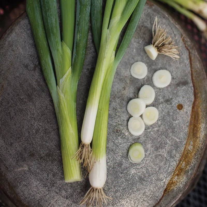 Bunching Onion, Evergreen Long White