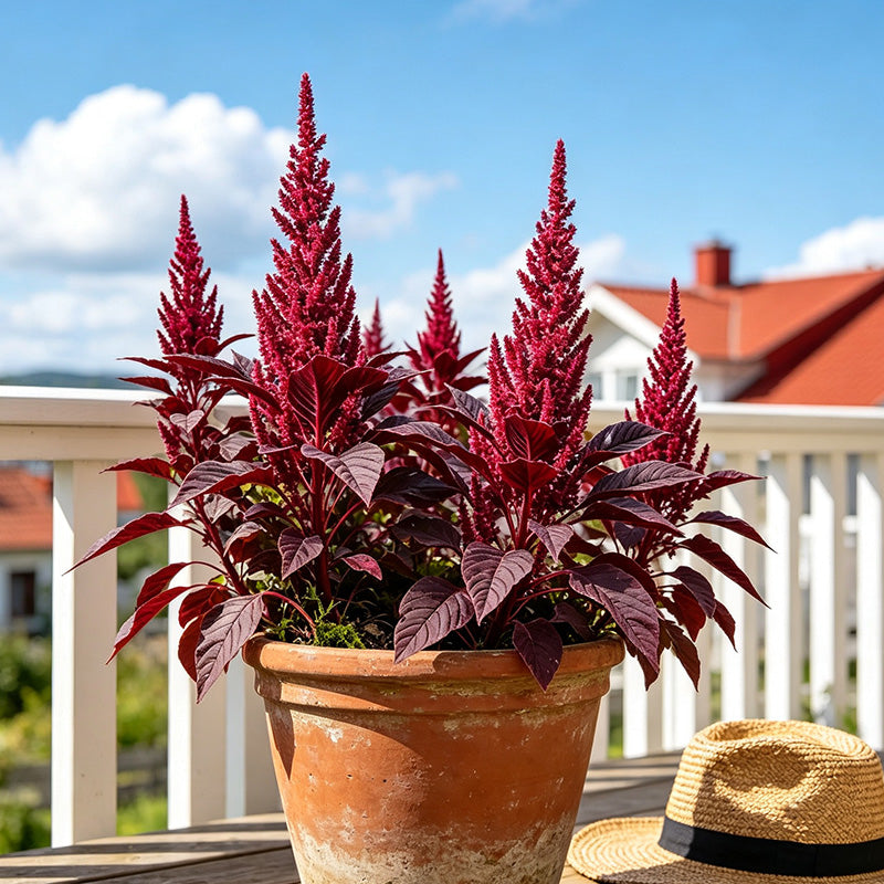 Red Plumed Amaranth (Amaranthus cruentus) Seeds