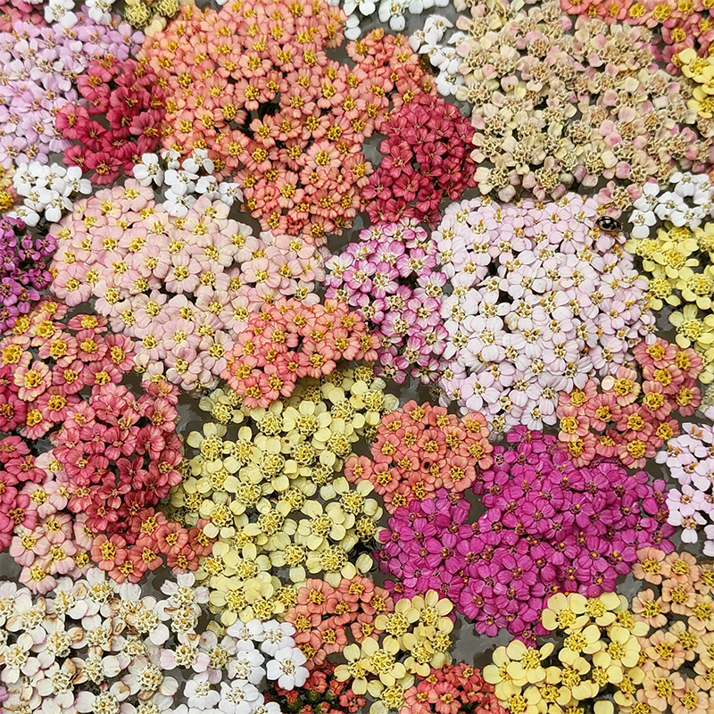 Mix Swamp Milkweed Seeds