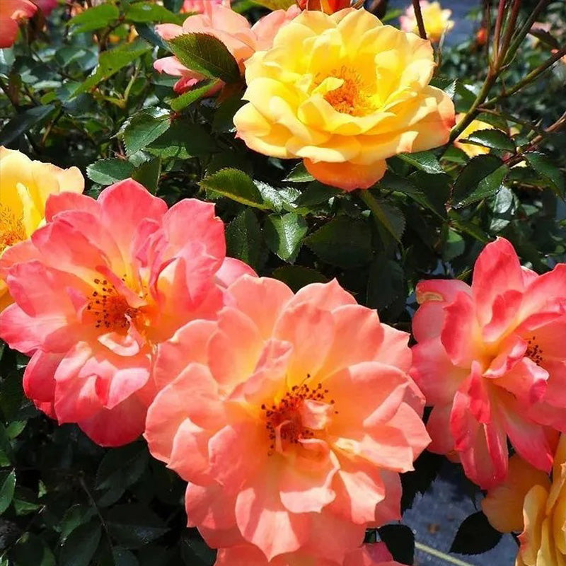 Italian Ice Rose Seeds