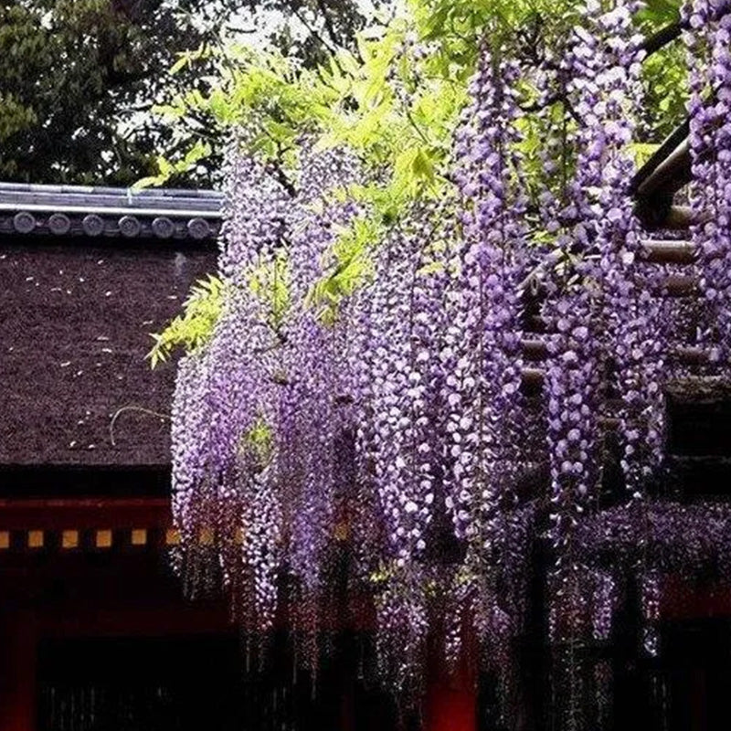 Purple Wisteria Flower Seeds Wisteria Sinensis DIY Home Garden Yard Plant