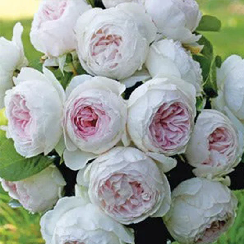 Semillas de rosa floribunda Earth Angel