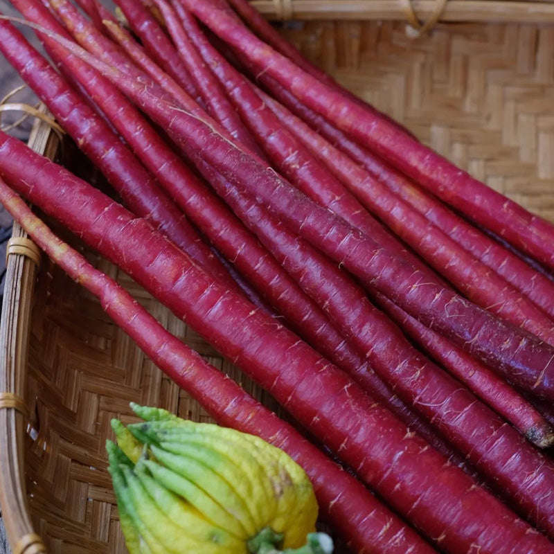 Purple Sun Carrot Seeds
