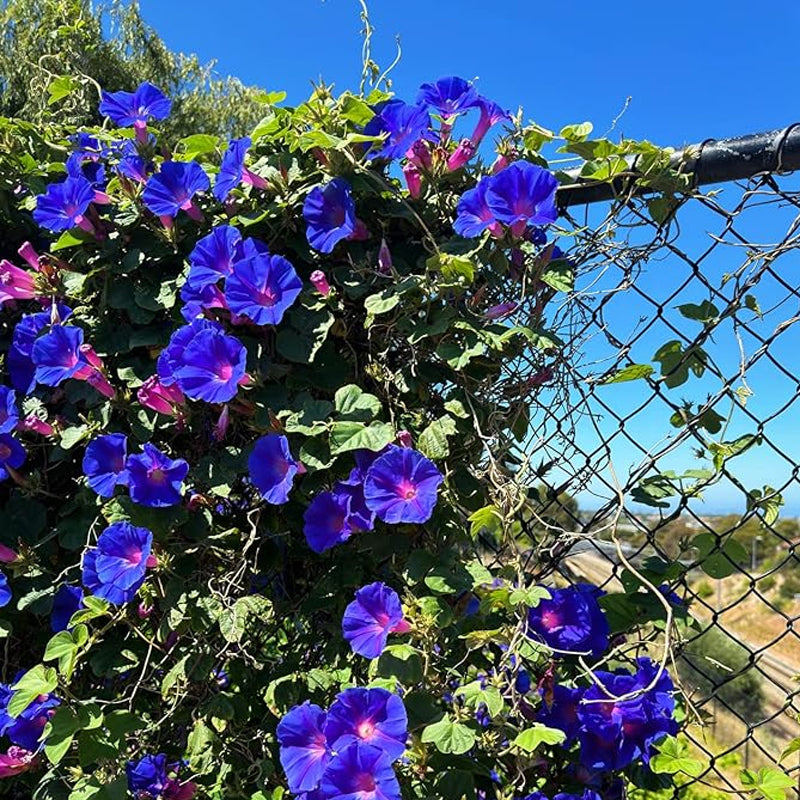 Petunia Seeds Grandiflora Flowers Mixed Rainbow Color