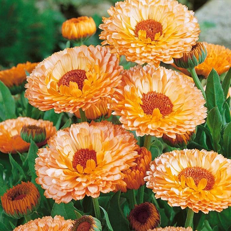 Annual Calendula Pink Surprise Pot Marigold Flower Seeds for Planting
