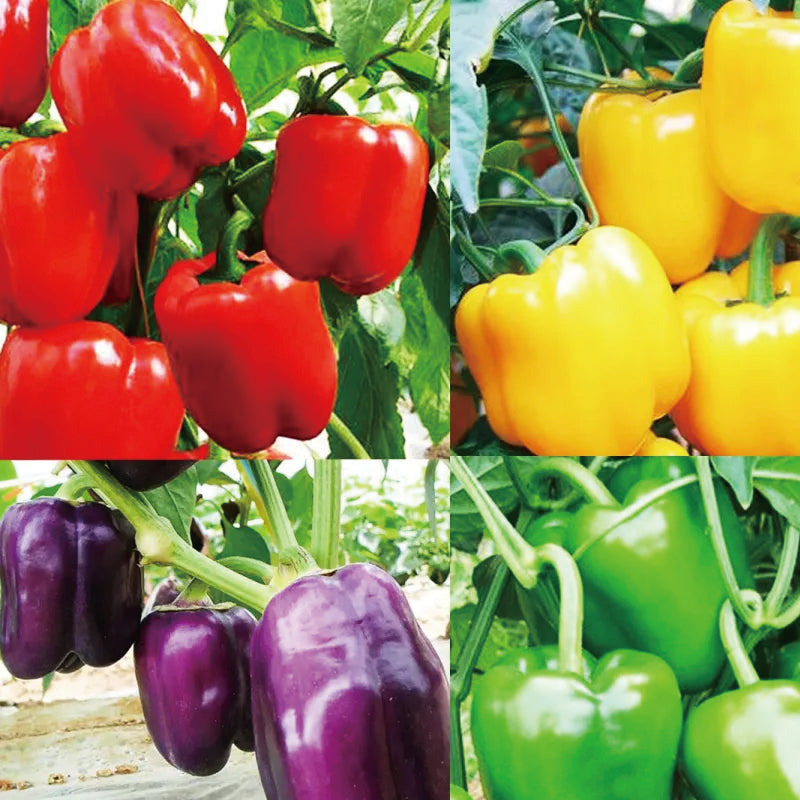 Colorful Sweet Pepper Seeds Organic