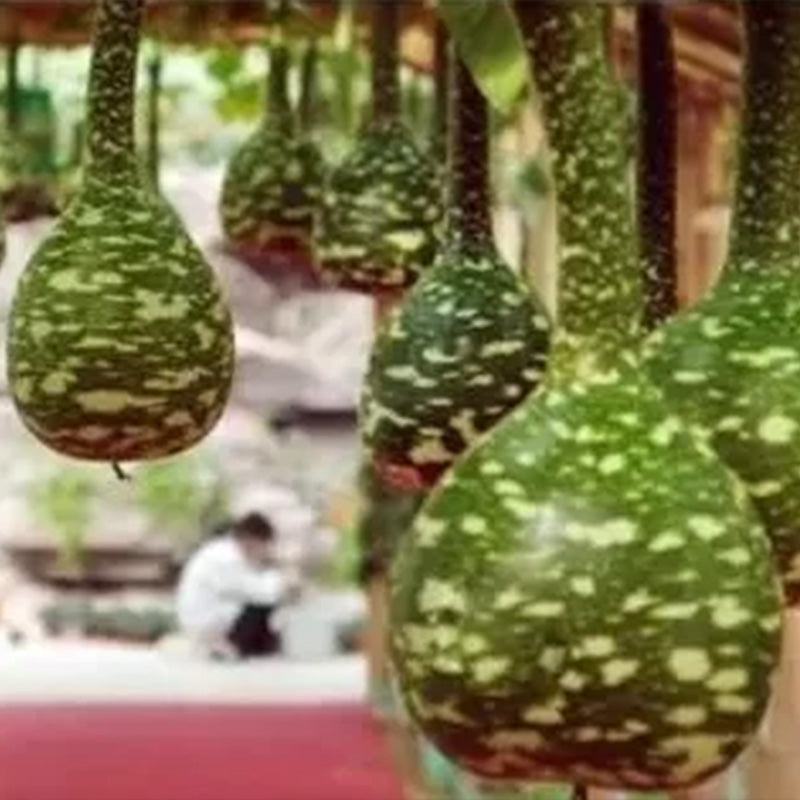 Rare Swan Speckled Swan Bottle Gourds Seeds