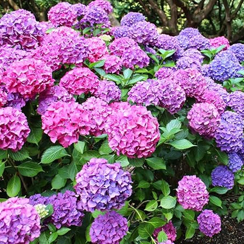 Mixed Hydrangea Seeds for Planting Fast Growing Shrub Flowers Seeds