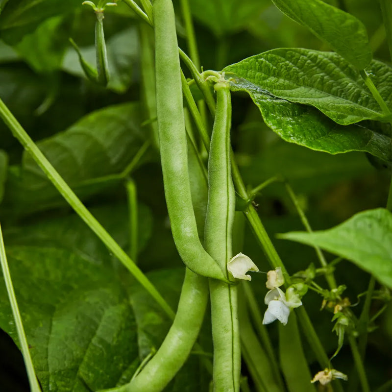 Frijol, arbusto, vaina verde sin hilos
