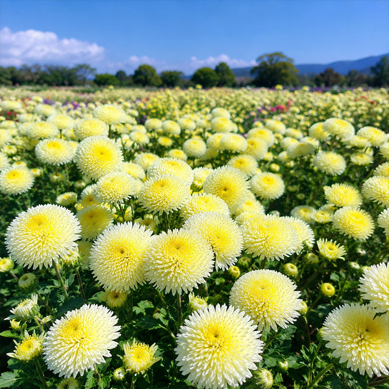 Lemon Yellow Needle Aster (Callistephus chinensis) Seeds