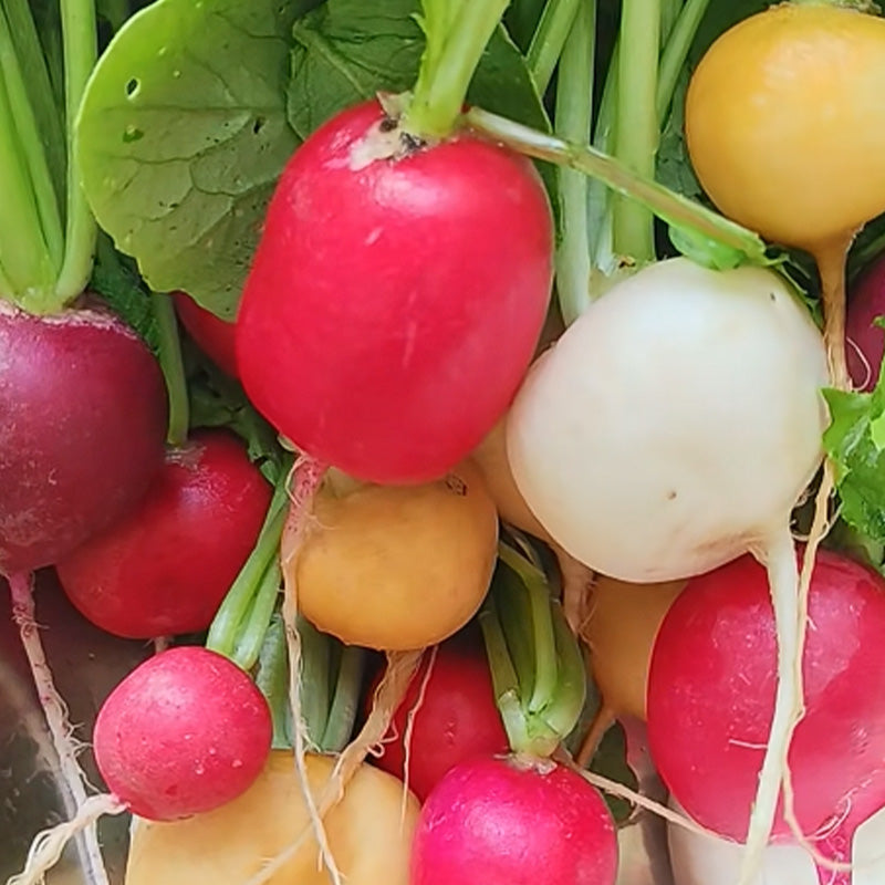 Rainbow Easter Egg Radish Seeds