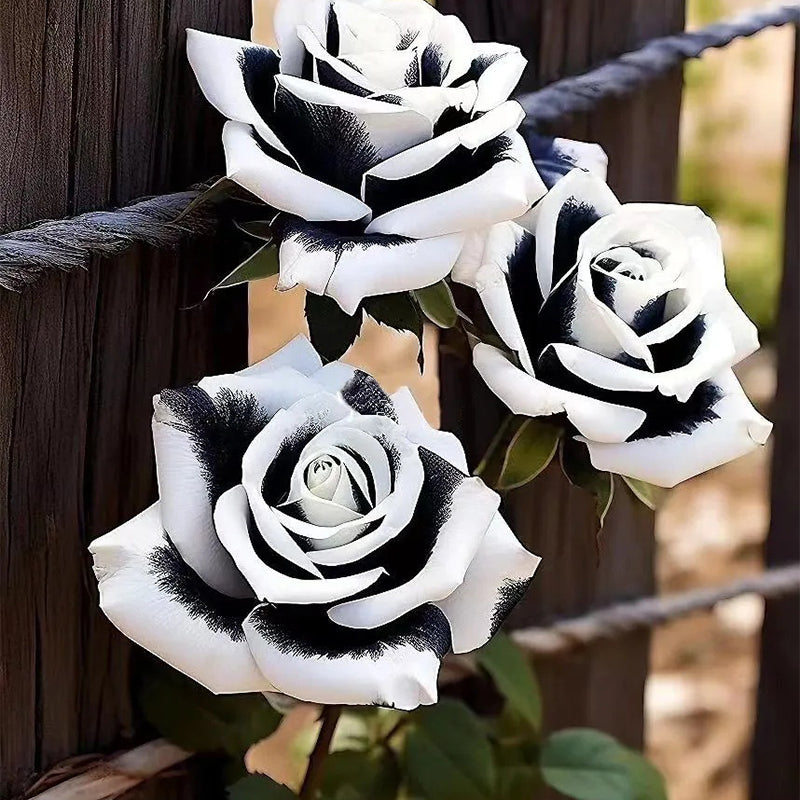 Rosas gemelas blancas y negras raras