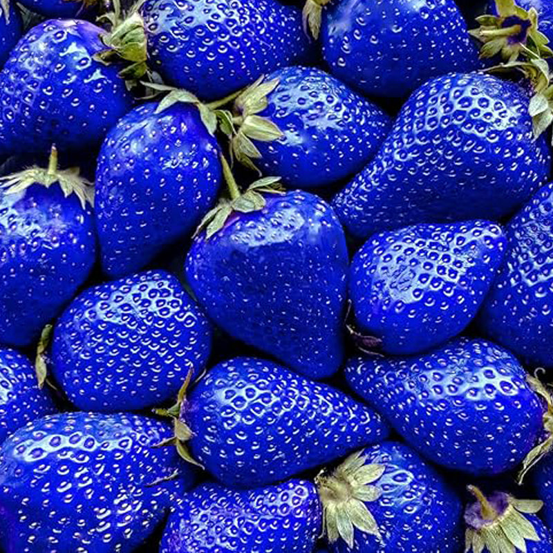 Mix Strawberry Seeds Red Yellow Blue White Climbing Strawberry