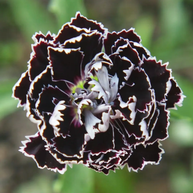 Dianthus Heddewigii Black White Carnation Flower Seed, Non GMO Heirloom