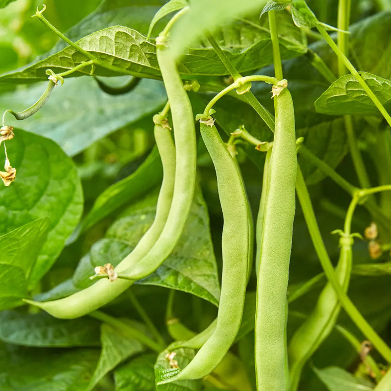 Bean, Bush, Blue Lake 274