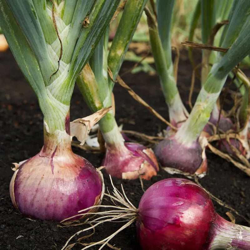 Purple Fruit Onion Vegetable Seeds