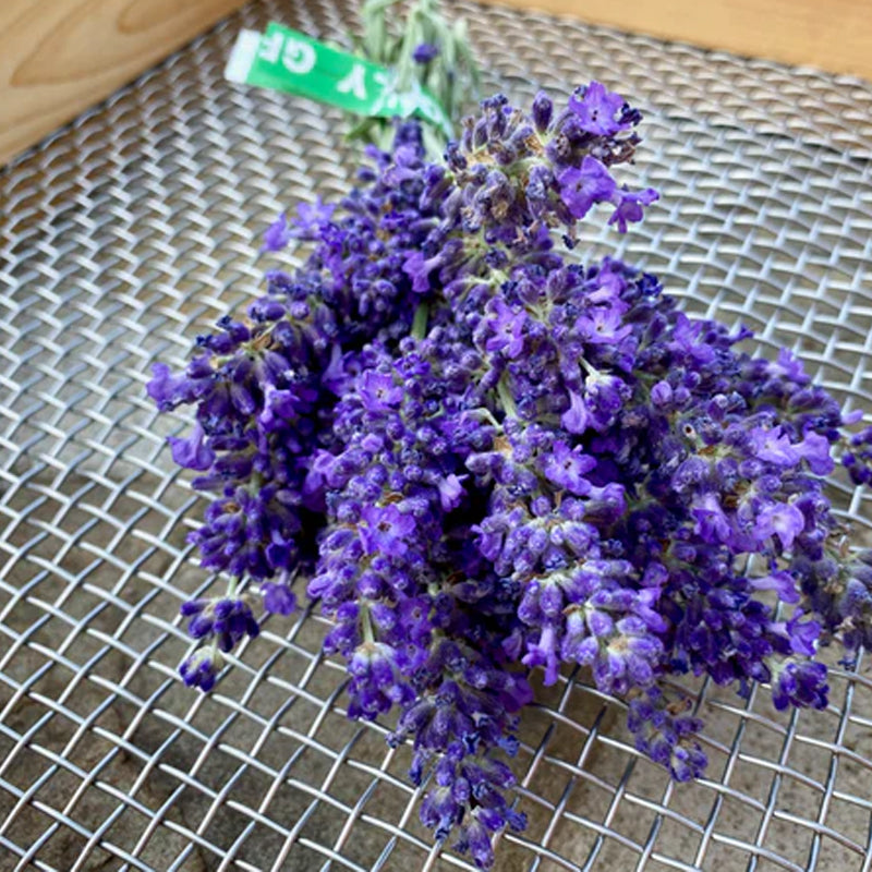 Blue Spear Lavender
