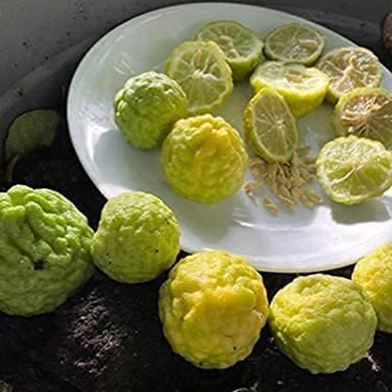 Garantía de floración y fructificación del árbol de lima kaffir