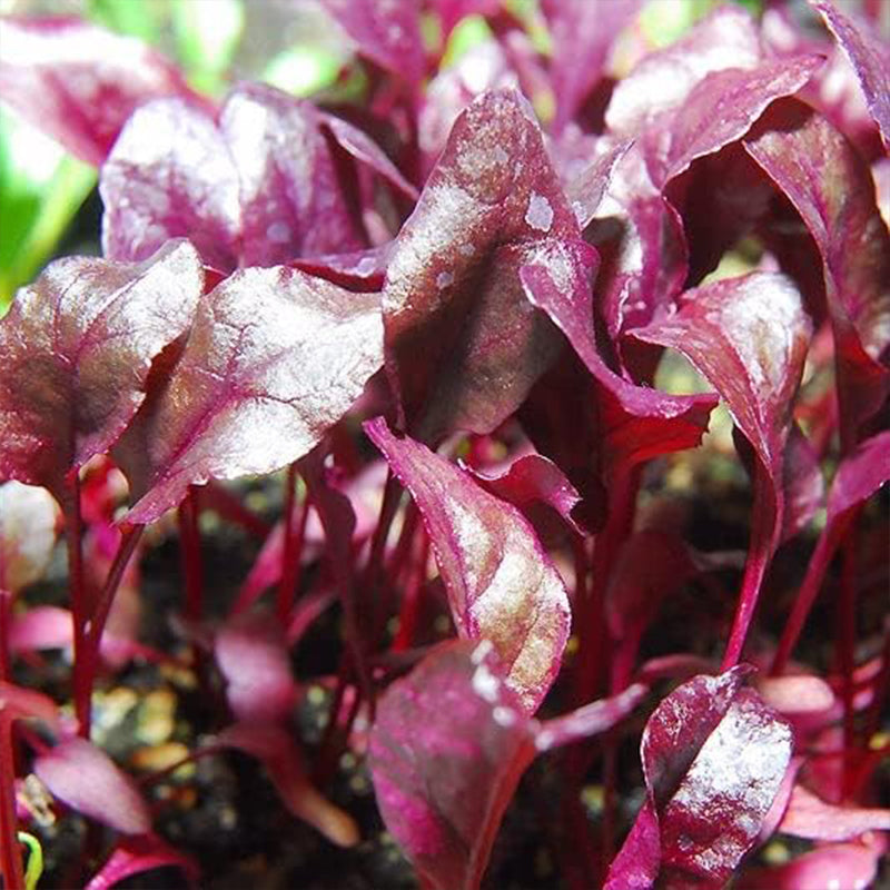 Beet Seeds - Bulls Blood Non-GMO Seeds for Planting, Low-Maintenance Vegetable Seeds, Plant During Warm Season
