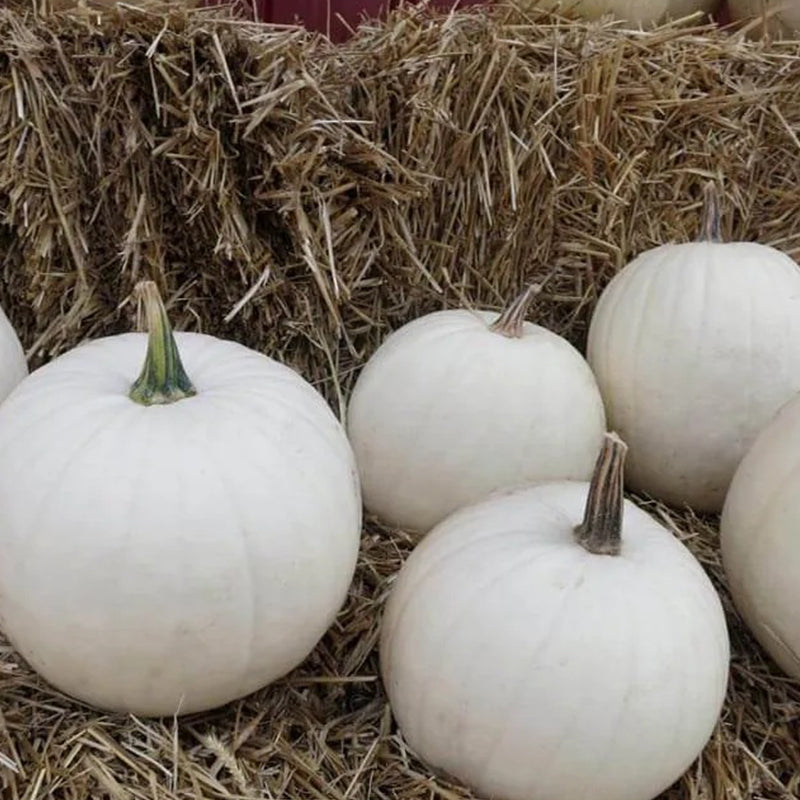 Algodón de azúcar de calabaza