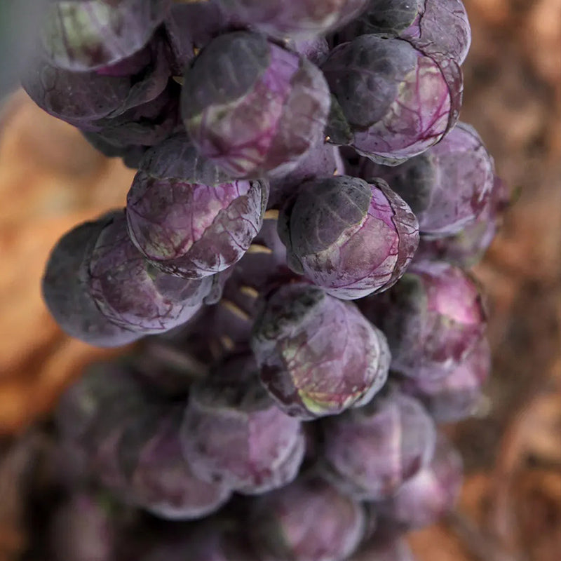 Brussels Sprouts, Redarling Hybrid